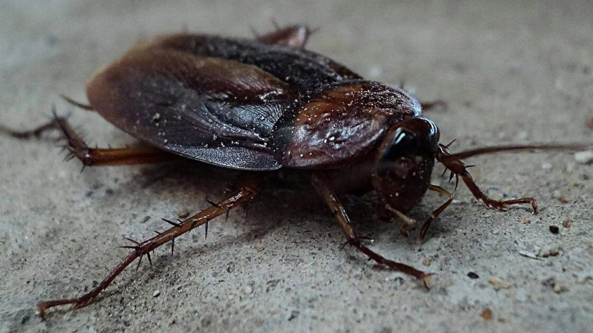 Las cucarachas son uno de los insectos que más repulsión causan en la gente